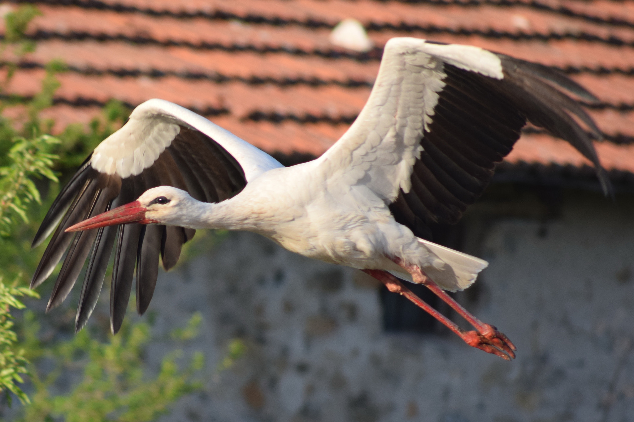 Sigma 70-300mm F4-5.6 APO DG Macro sample photo. Morning flypast photography