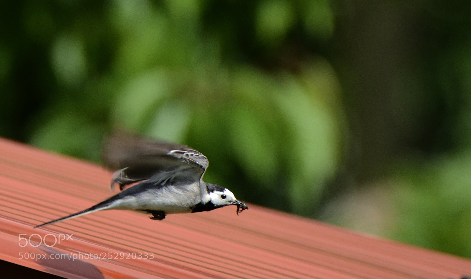Nikon D7000 sample photo. Volando voy... photography
