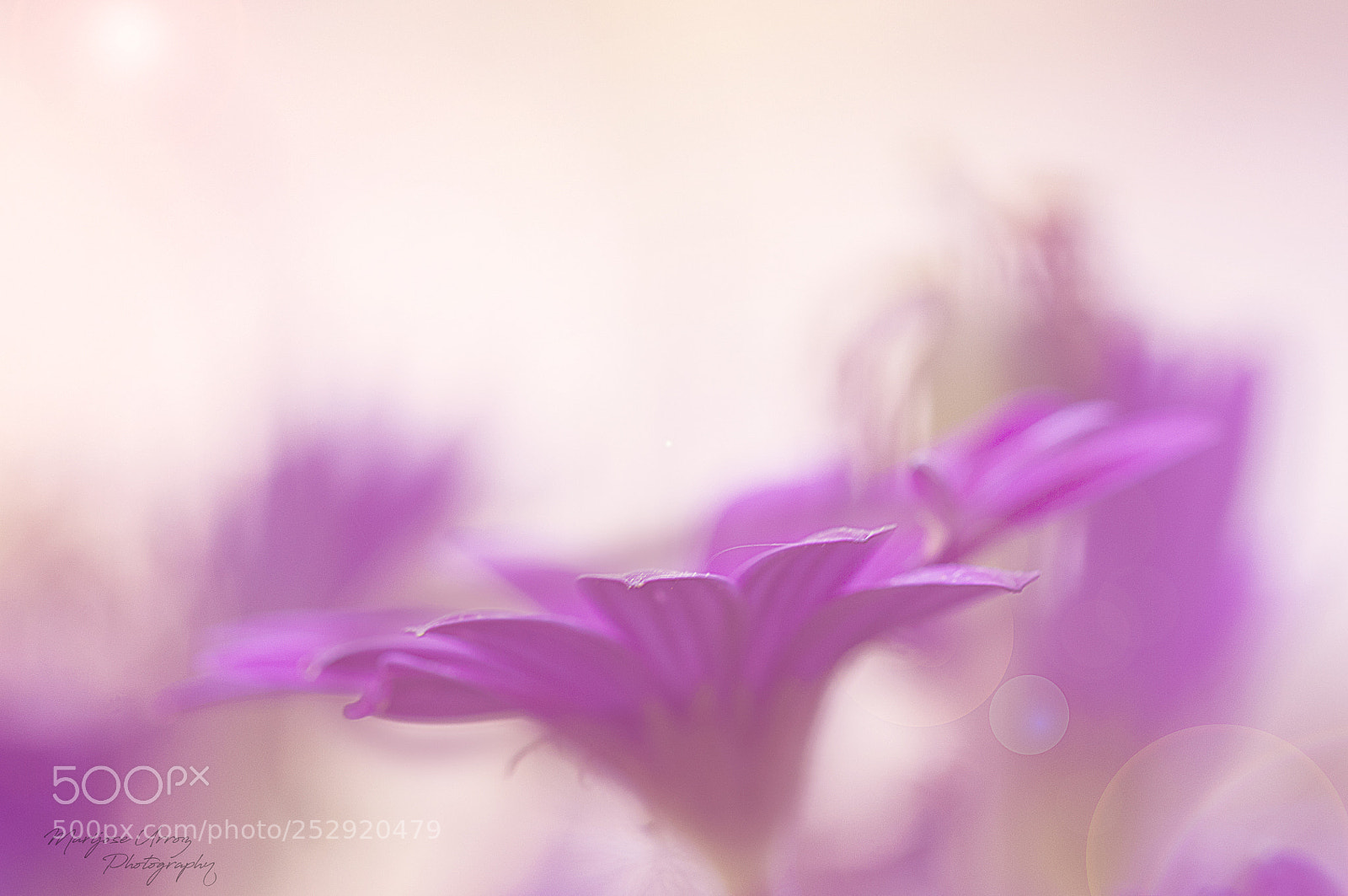 Nikon D300 sample photo. Purple photography