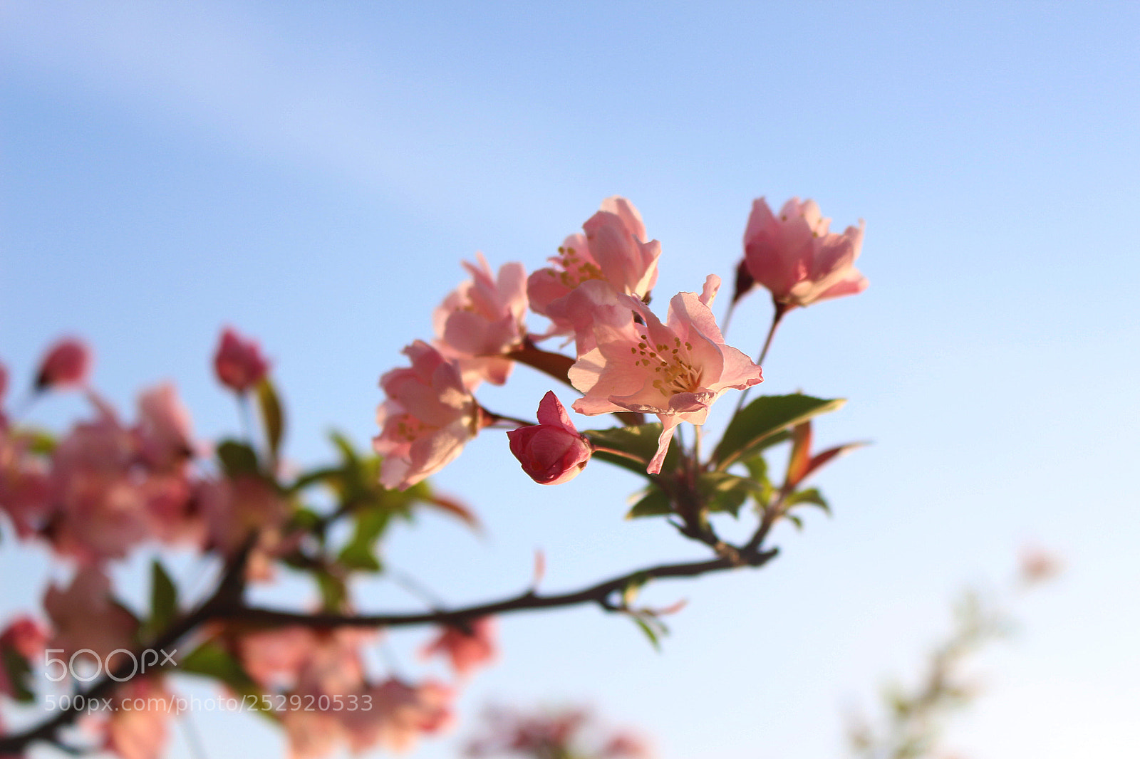 Canon EOS 700D (EOS Rebel T5i / EOS Kiss X7i) sample photo. 花 photography
