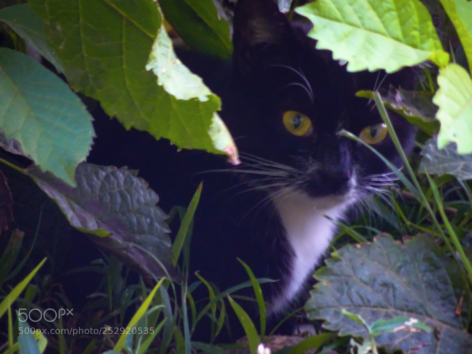 Sony Cyber-shot DSC-HX90V sample photo. A black cat hiding photography