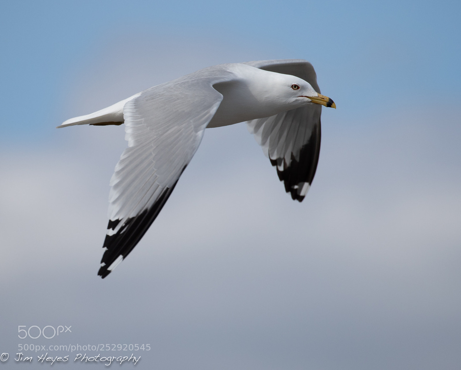 Canon EOS-1D X Mark II sample photo. Ring billed gull photography