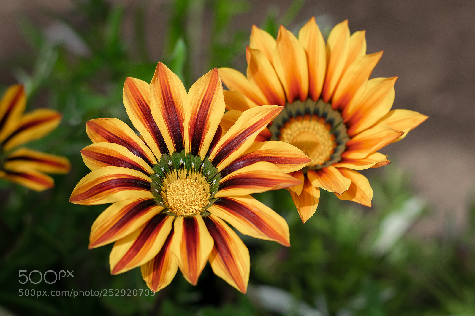 Nikon D5300 sample photo. Flowers are love photography