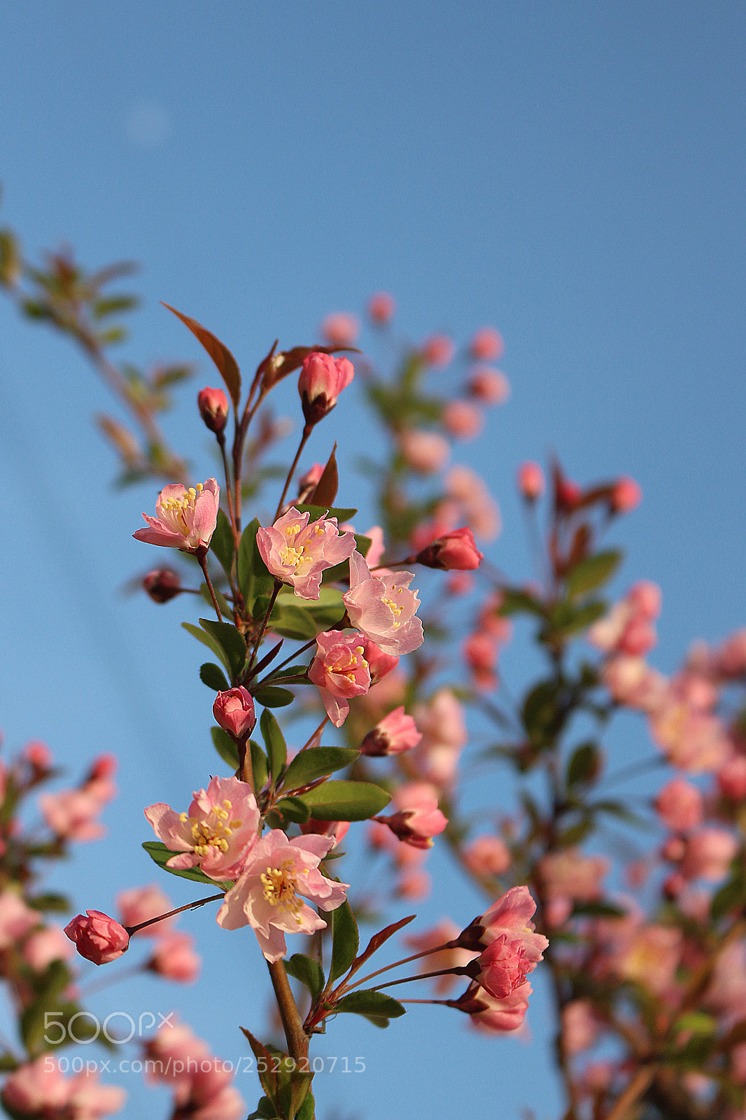 Canon EOS 700D (EOS Rebel T5i / EOS Kiss X7i) sample photo. 花 photography