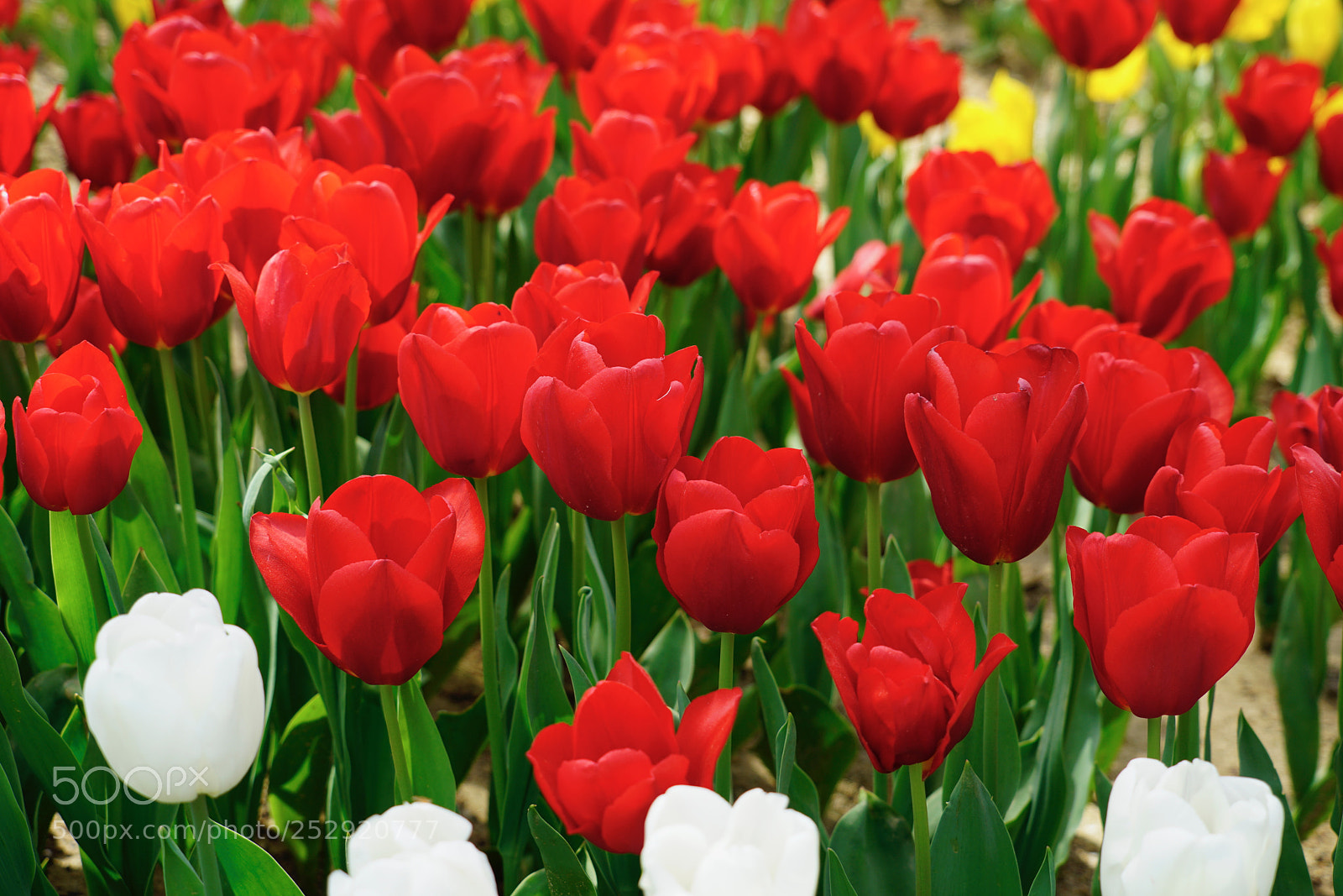 Sony a7R II sample photo. Tulip season 2 photography