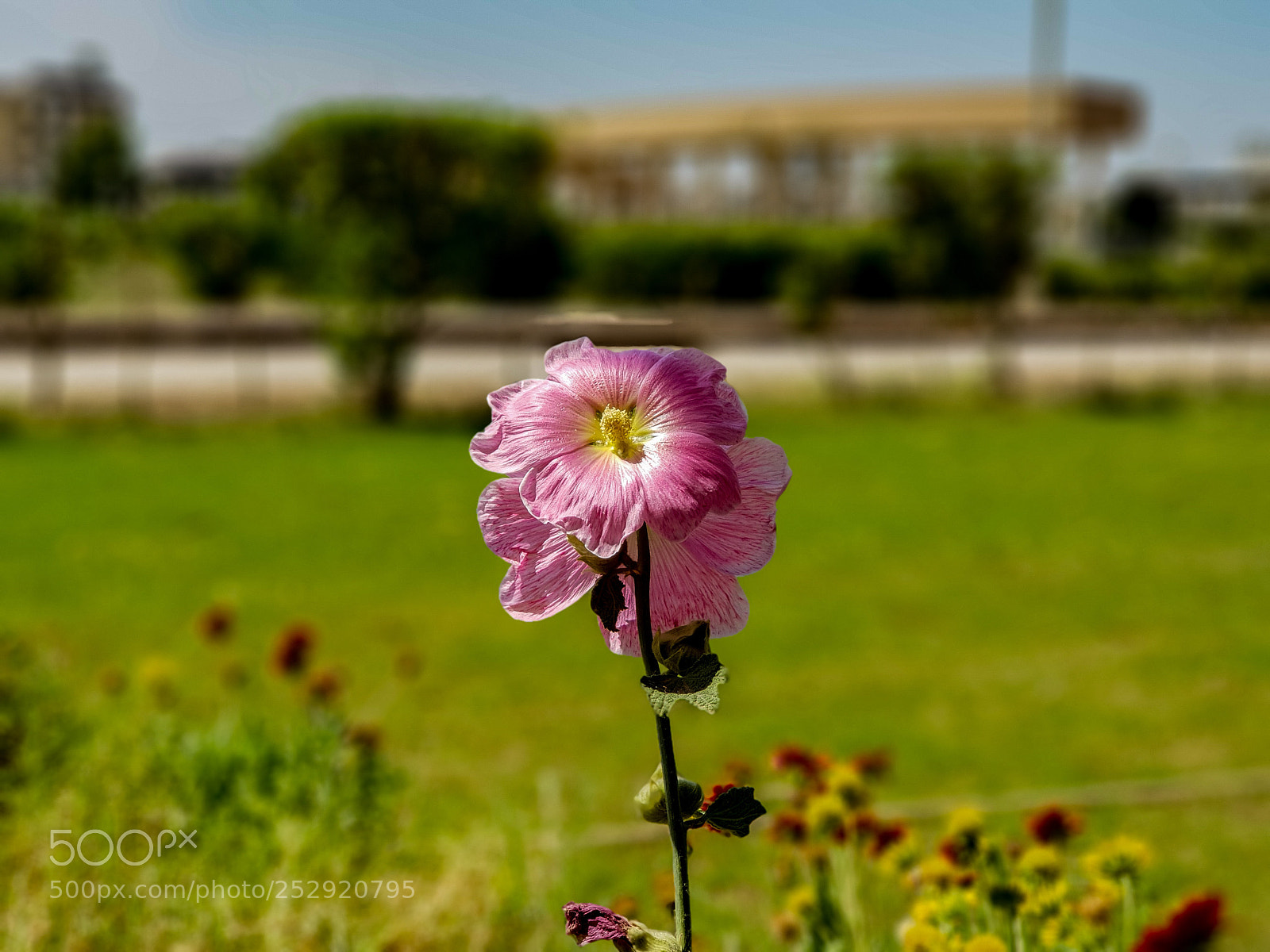 Samsung Galaxy S9+ sample photo. Flower photography