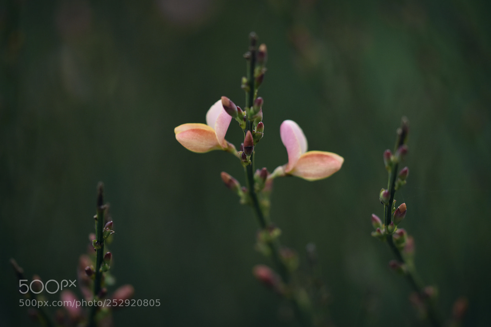 Nikon D5500 sample photo. Ginster photography