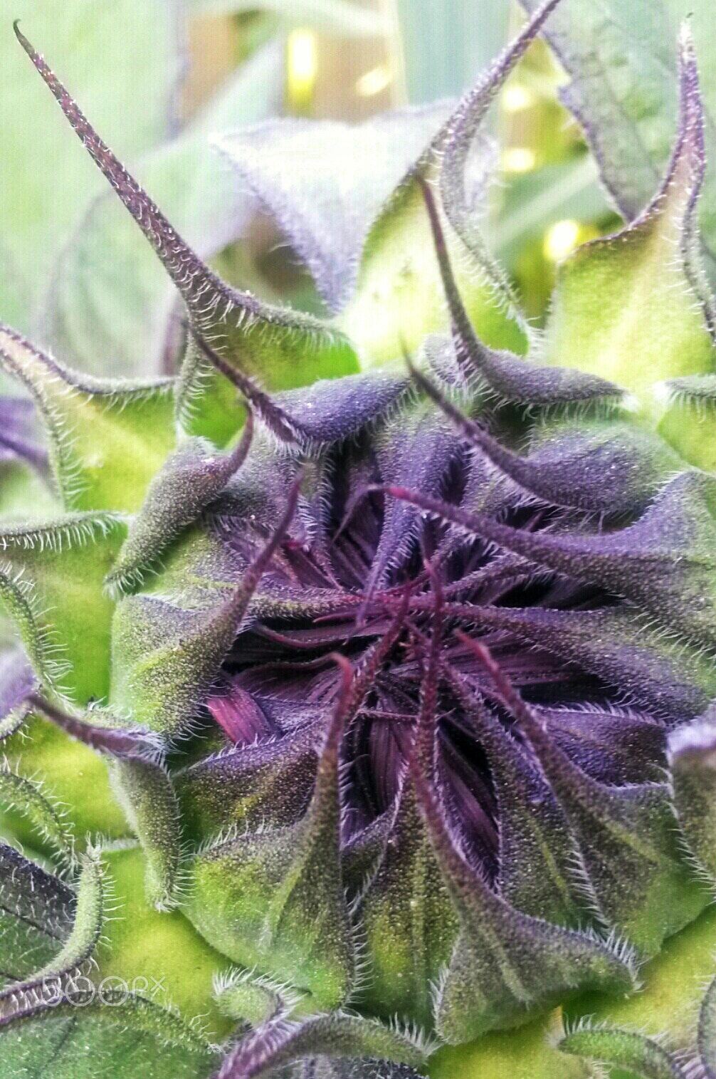 Samsung Galaxy S4 Active sample photo. Baby sunflower photography