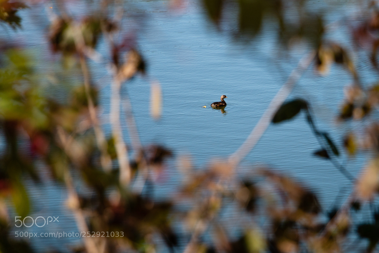 Canon EOS 70D sample photo. Ducky photography