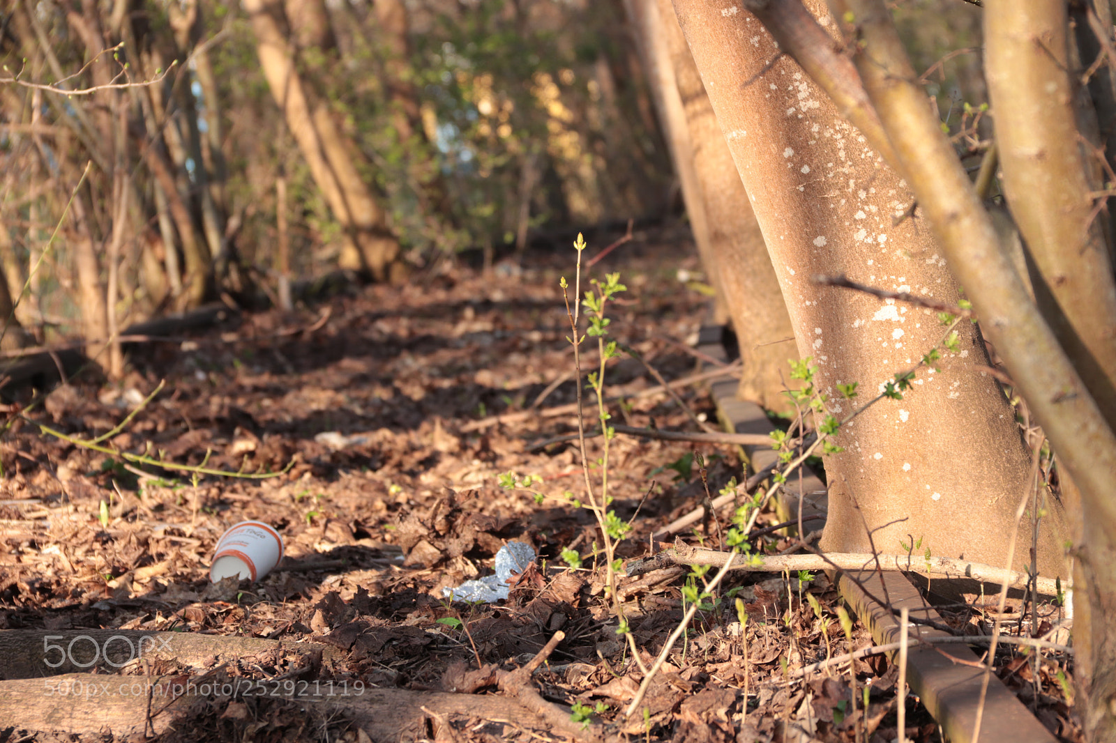 Canon EOS 77D (EOS 9000D / EOS 770D) sample photo. Gleise im wald photography