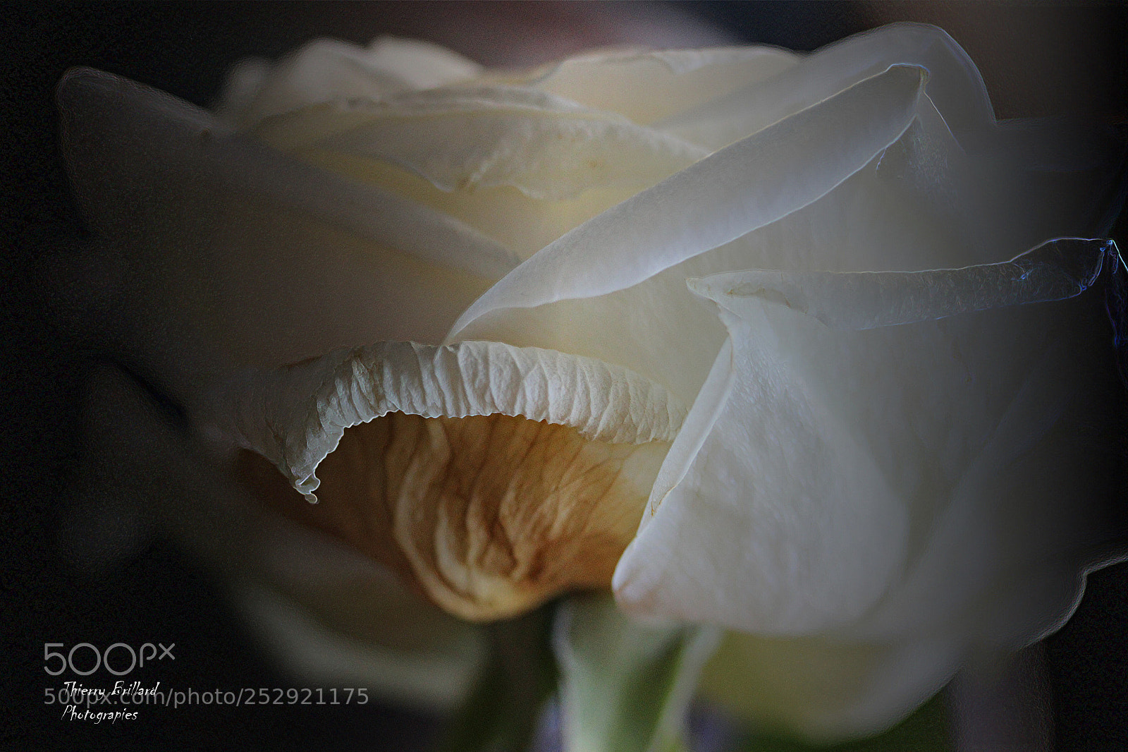 Canon EOS 600D (Rebel EOS T3i / EOS Kiss X5) sample photo. Rose blanche photography