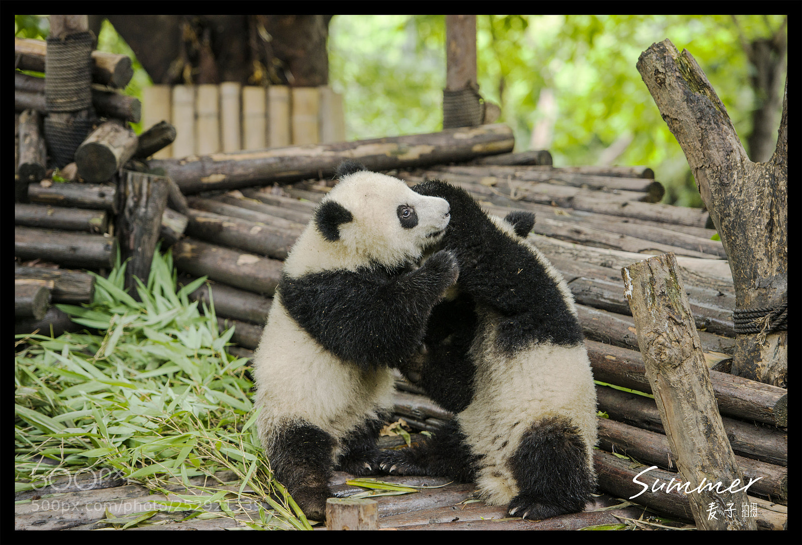 Nikon D800 sample photo. Panda photography
