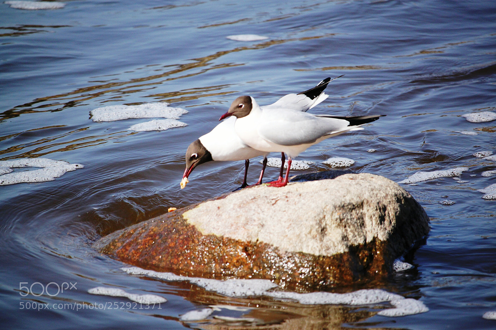 Canon EOS 500D (EOS Rebel T1i / EOS Kiss X3) sample photo. Two gulls photography