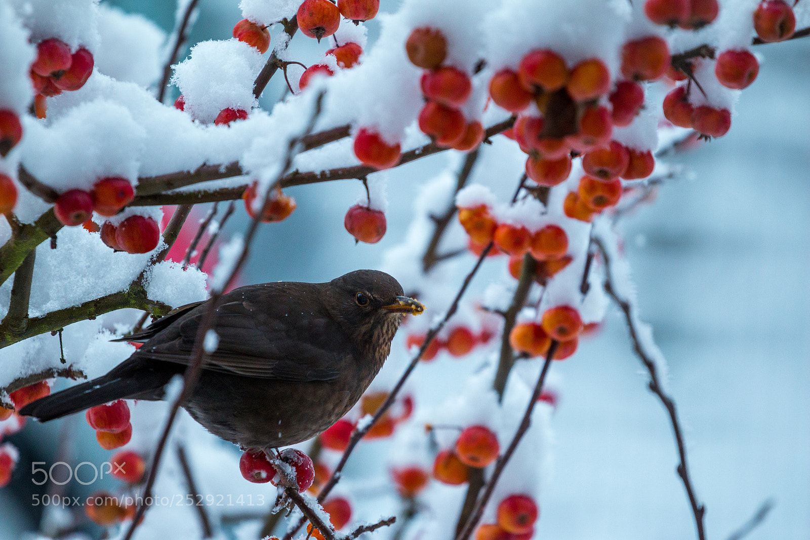 Canon EOS 70D sample photo. Blackbird photography