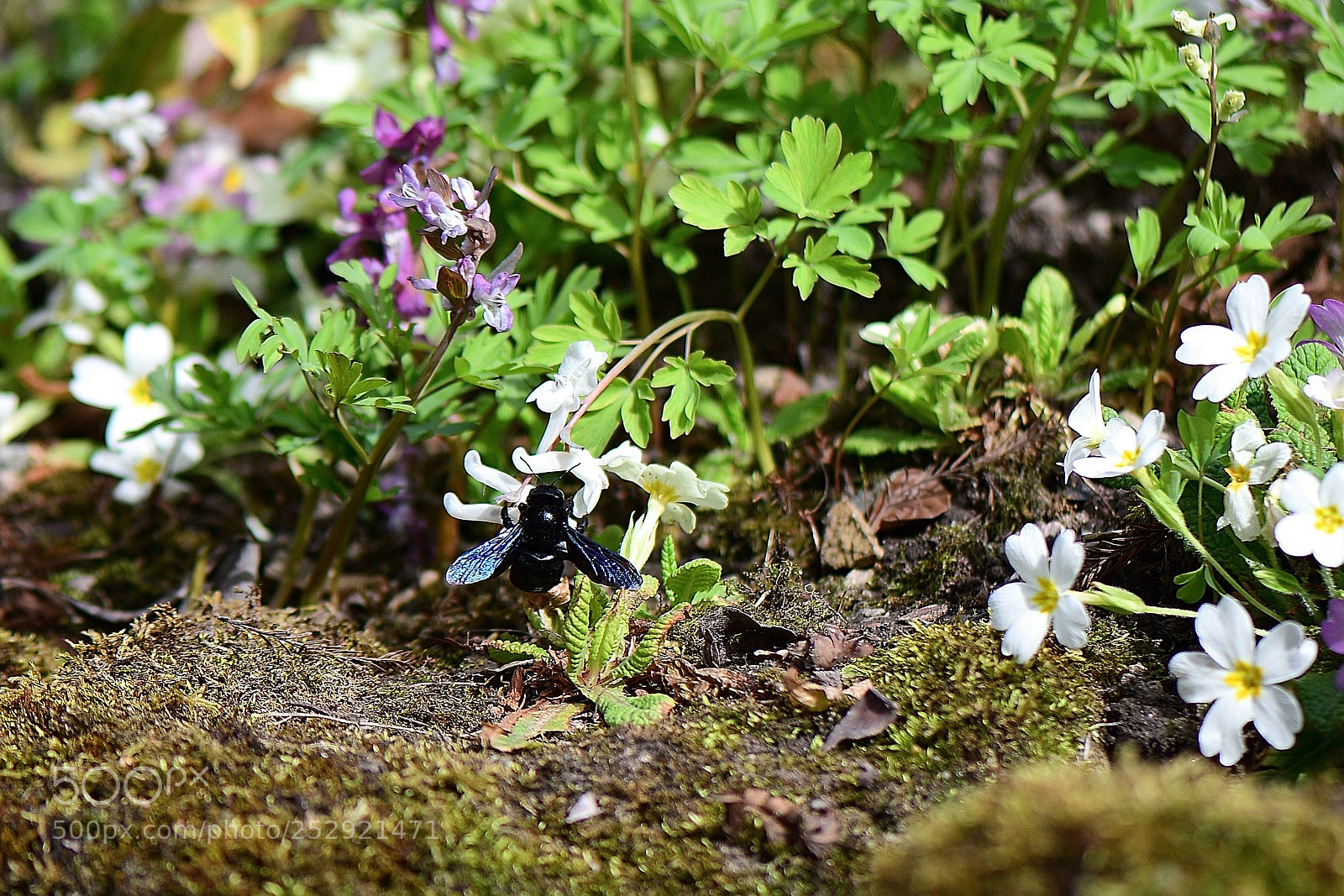 Nikon D500 sample photo. The carpenter bee...at work photography