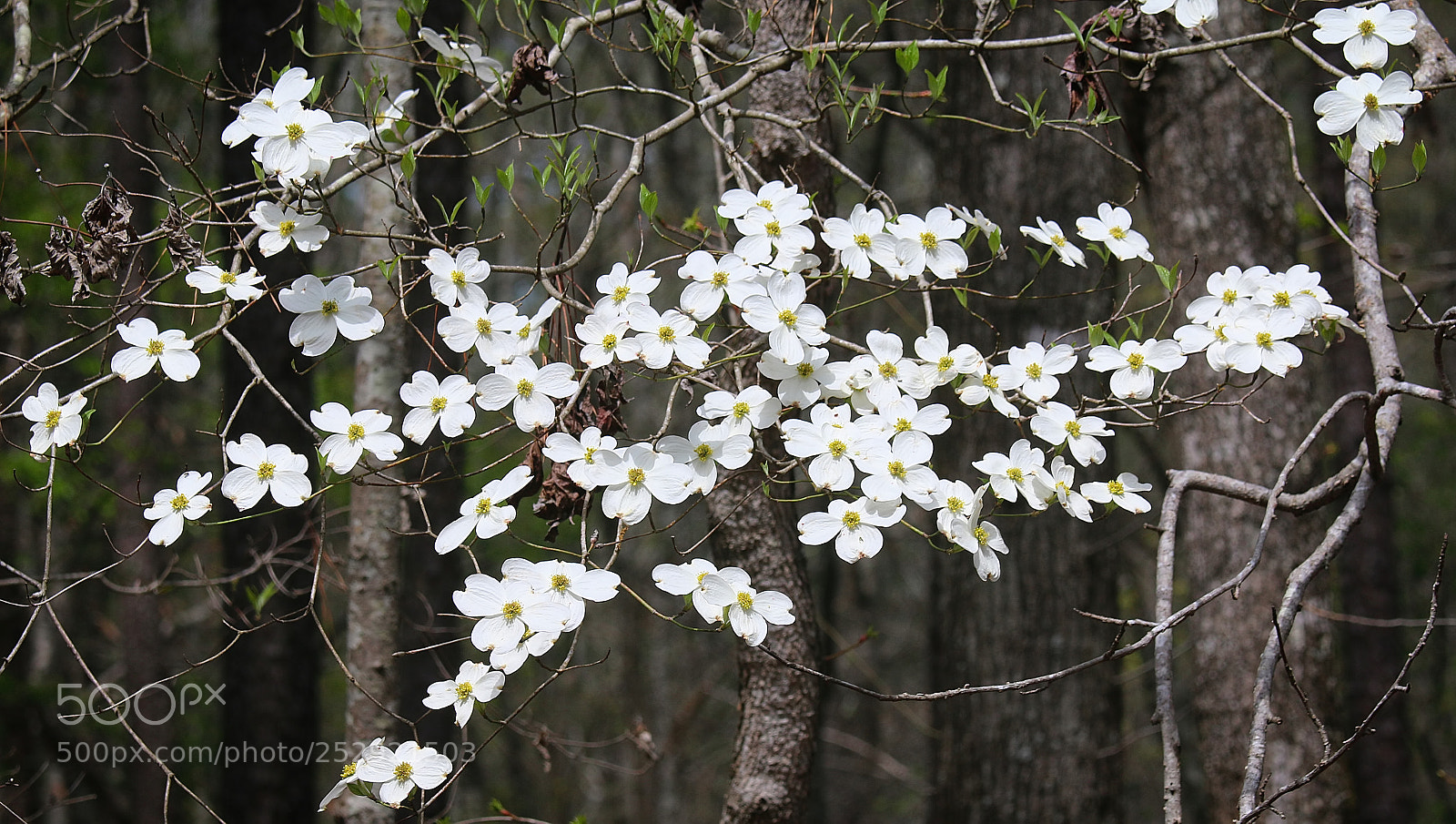 Canon EOS 70D sample photo. Dogwood blossoms photography