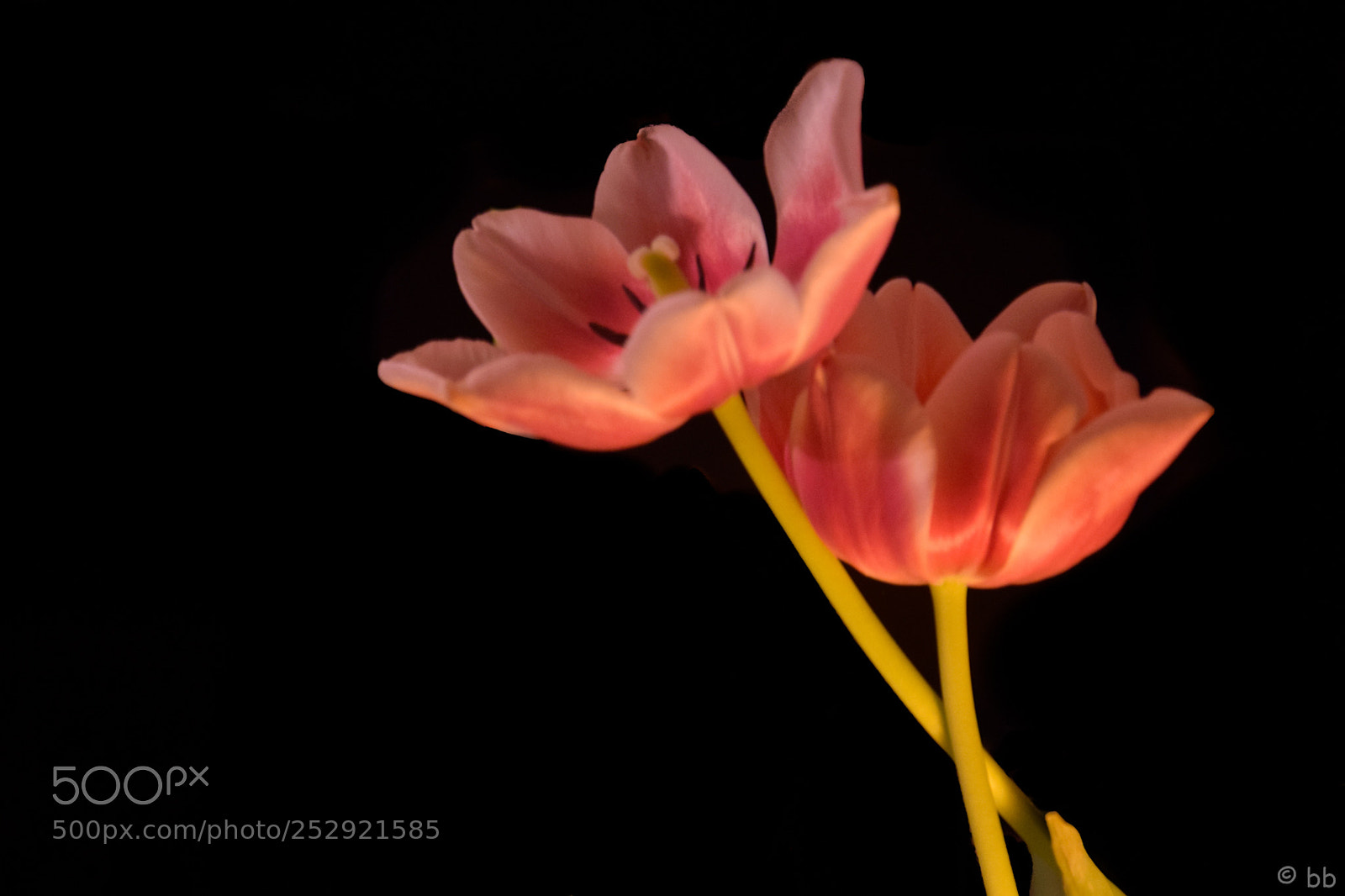 Nikon D3300 sample photo. Embrace photography