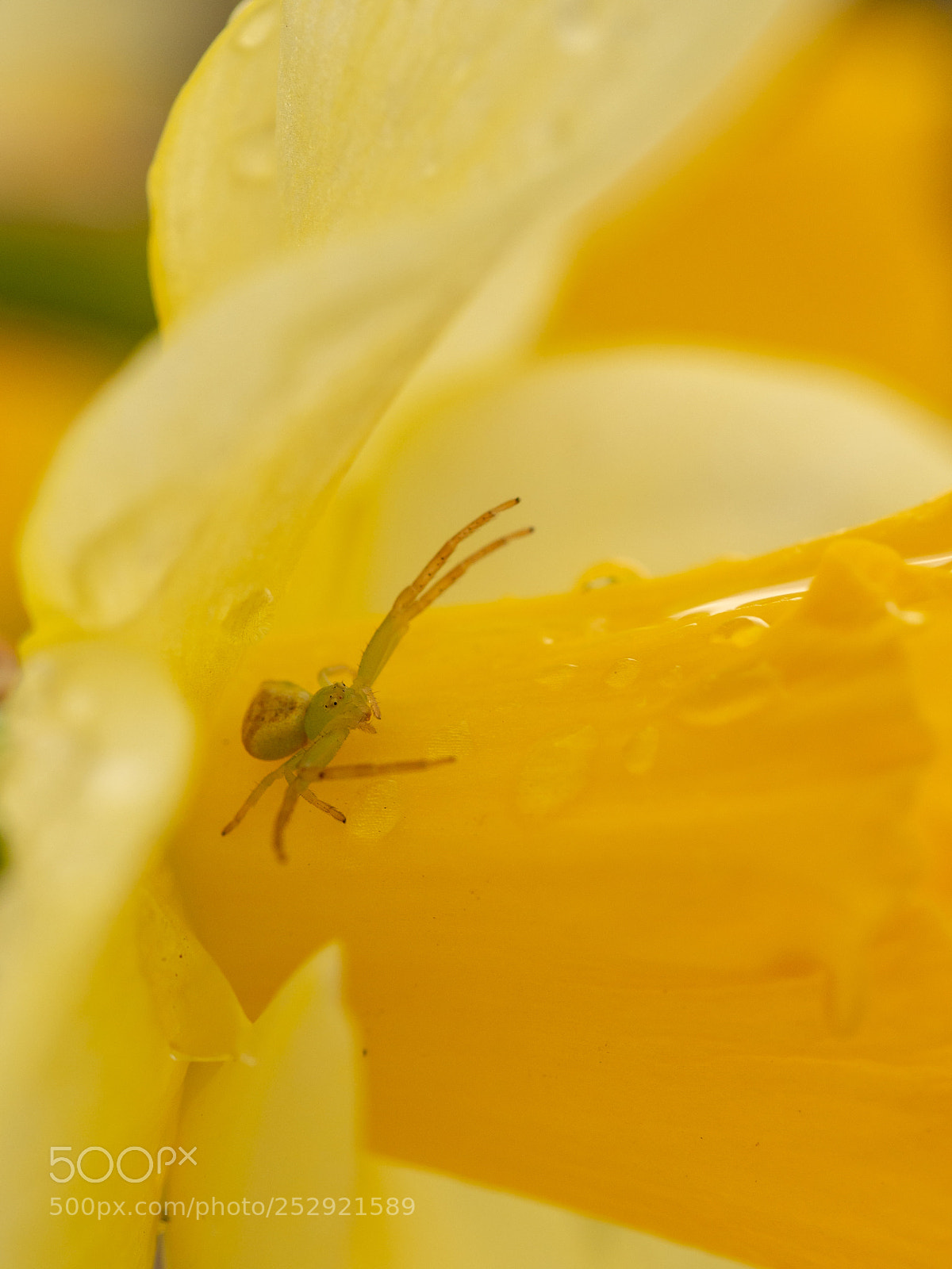 Olympus PEN E-PL5 sample photo. Flower spider photography