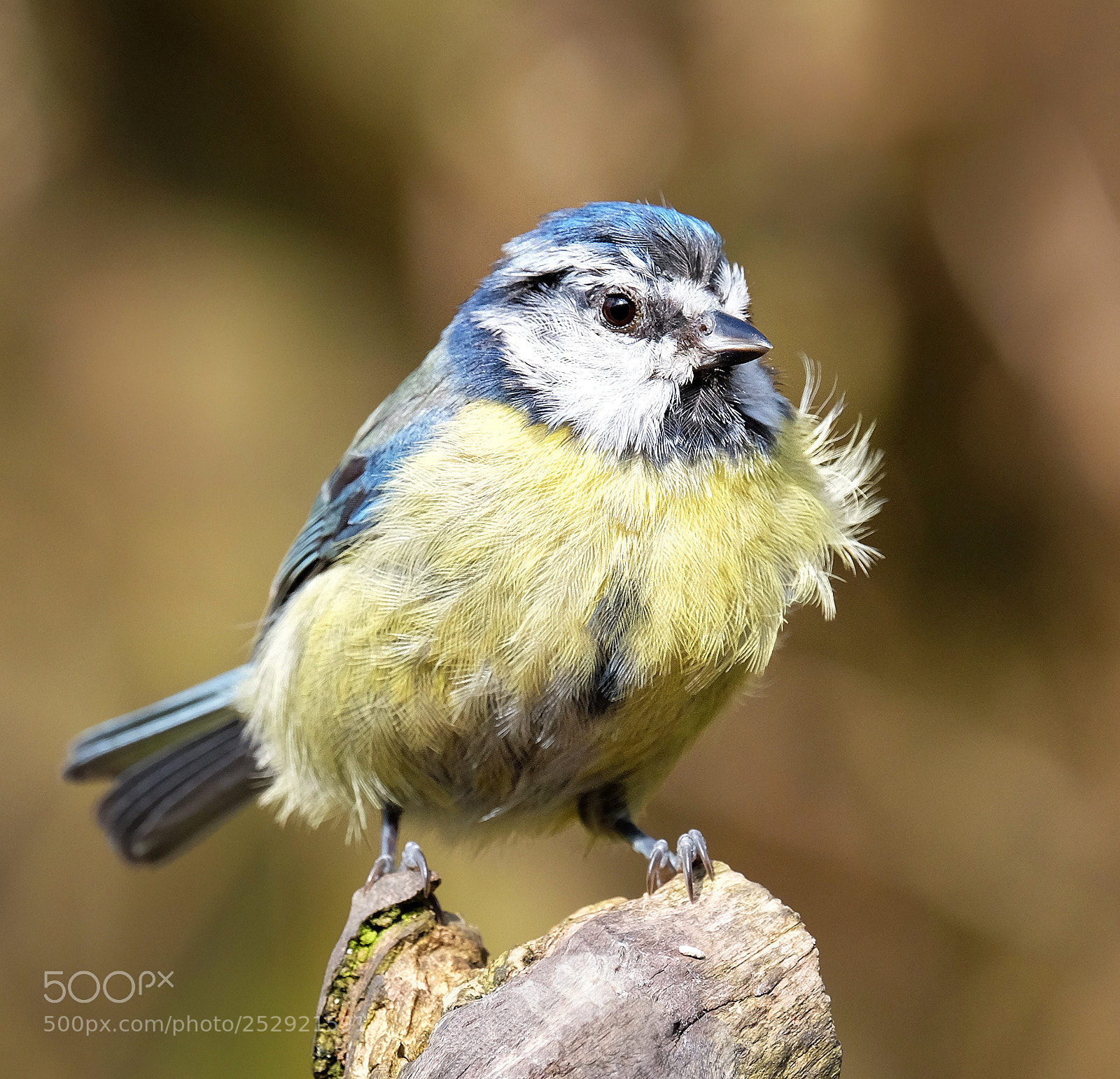 Fujifilm X-T1 sample photo. "a bluetit in april". photography
