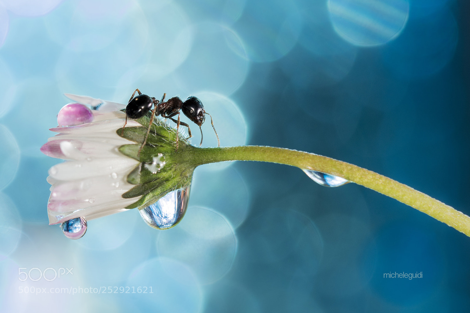 Nikon D7200 sample photo. Ant la formica photography