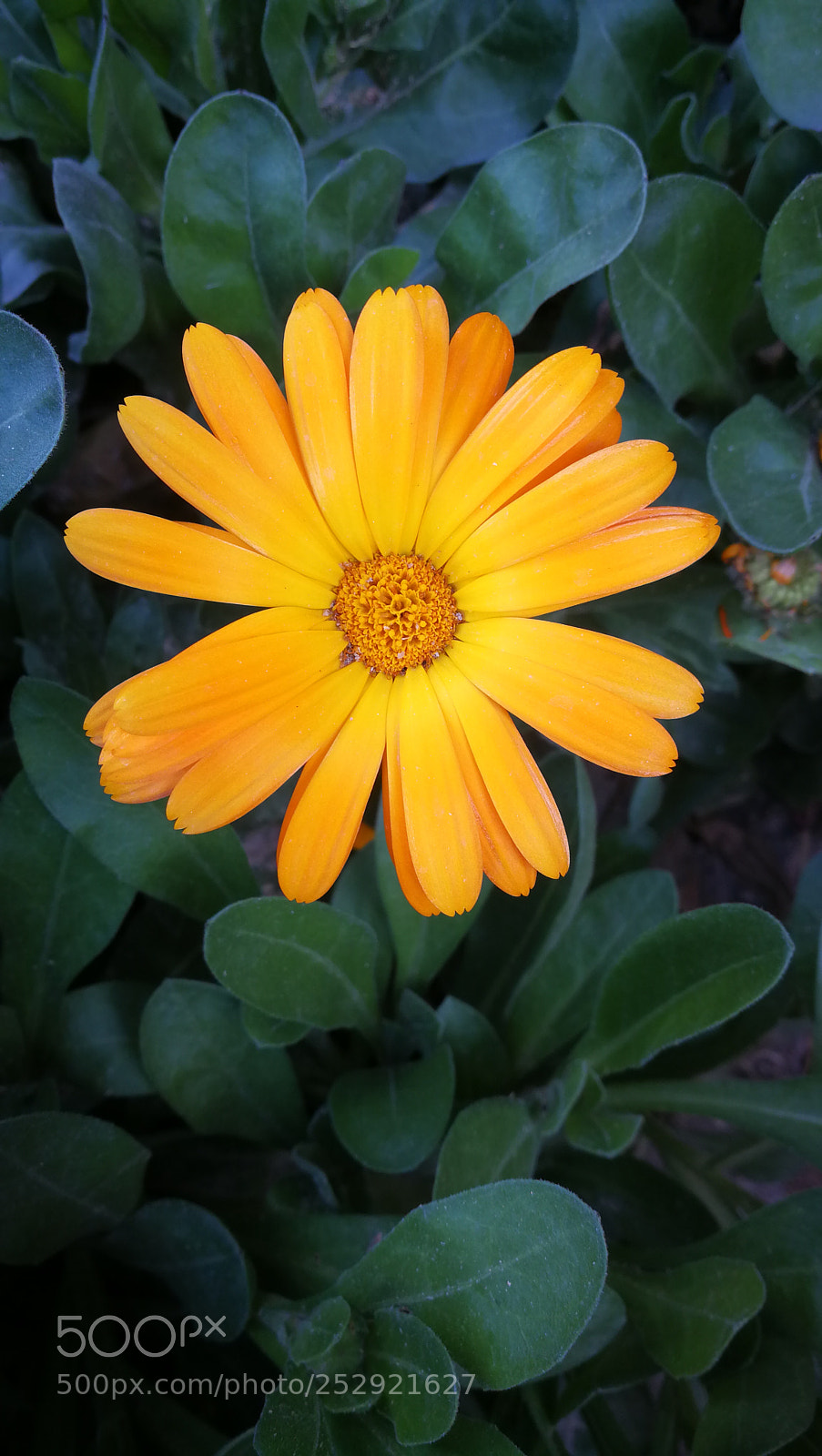 HUAWEI P10 sample photo. Çiçek photography