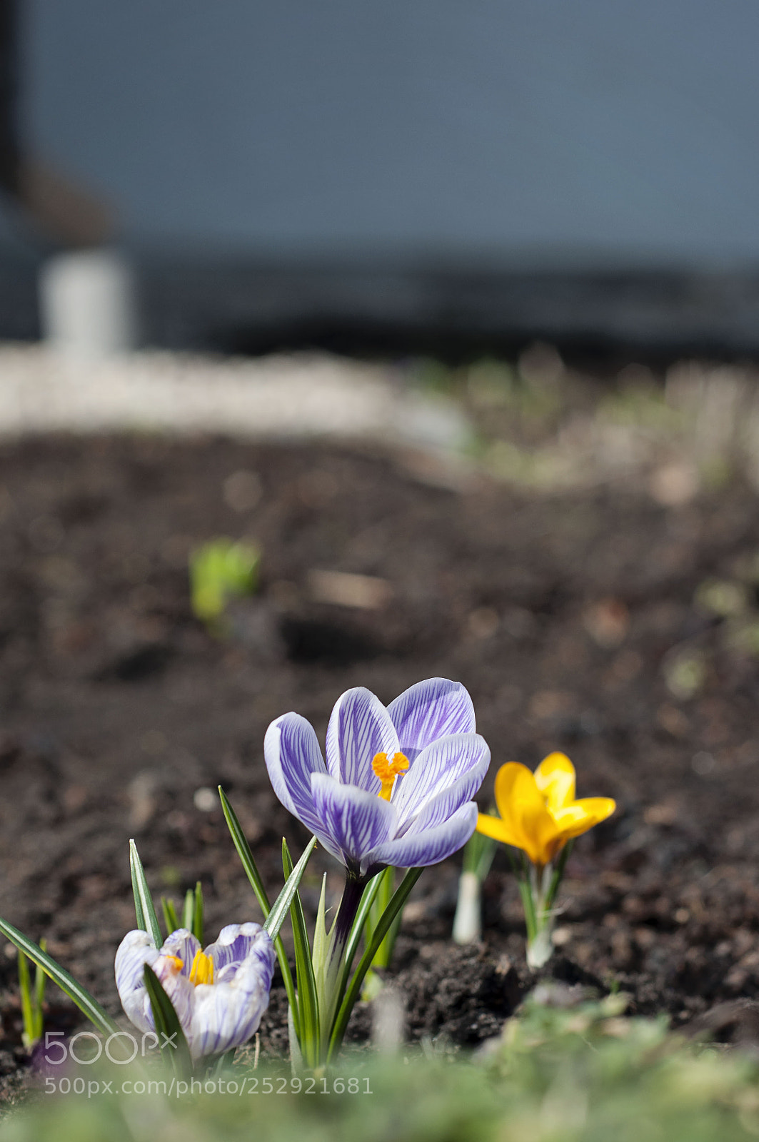 Nikon D90 sample photo. Spring colors photography