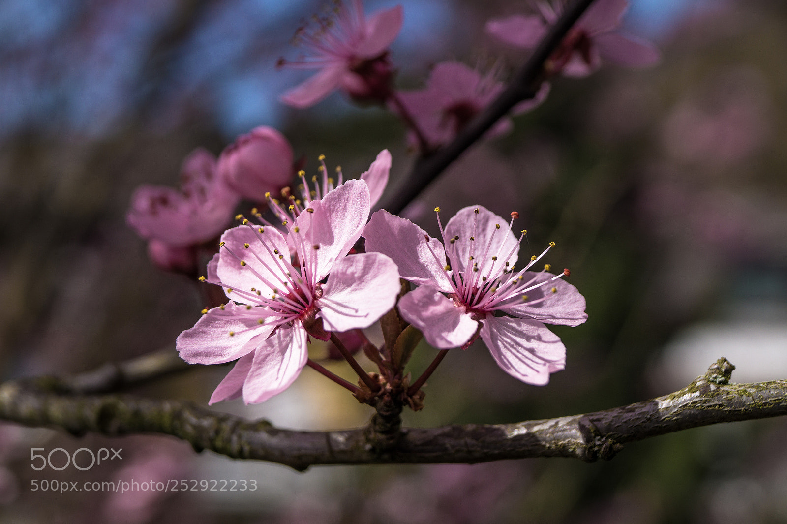 Sony SLT-A58 sample photo. Sakura dream photography