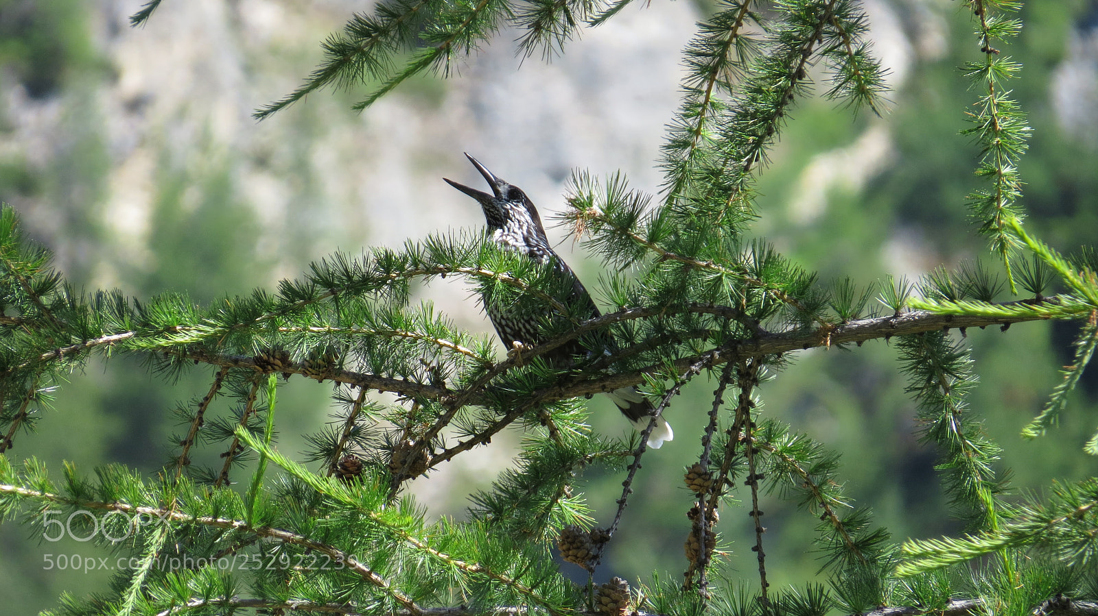 Canon PowerShot SX50 HS sample photo. Eurasian three-toed woodpecker photography