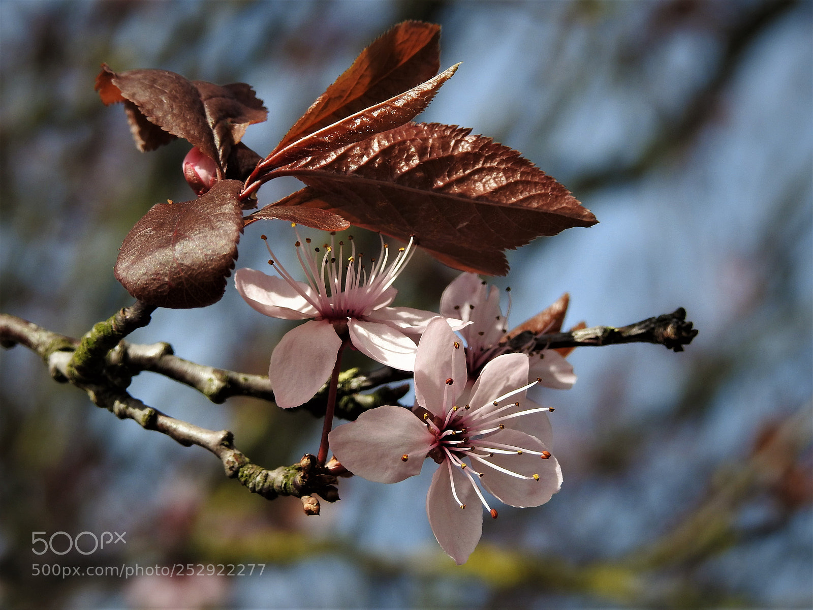 Nikon Coolpix P900 sample photo. Ornamental cherry blossom photography