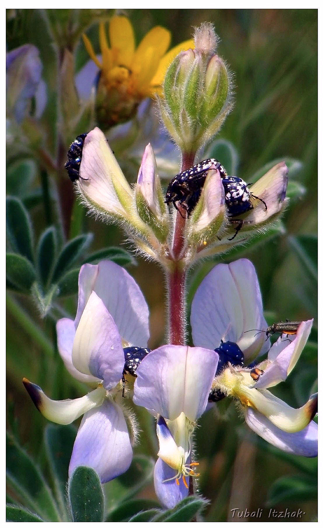 Sony Cyber-shot DSC-H10 sample photo. Lupinus, at the spring...ashdod. photography