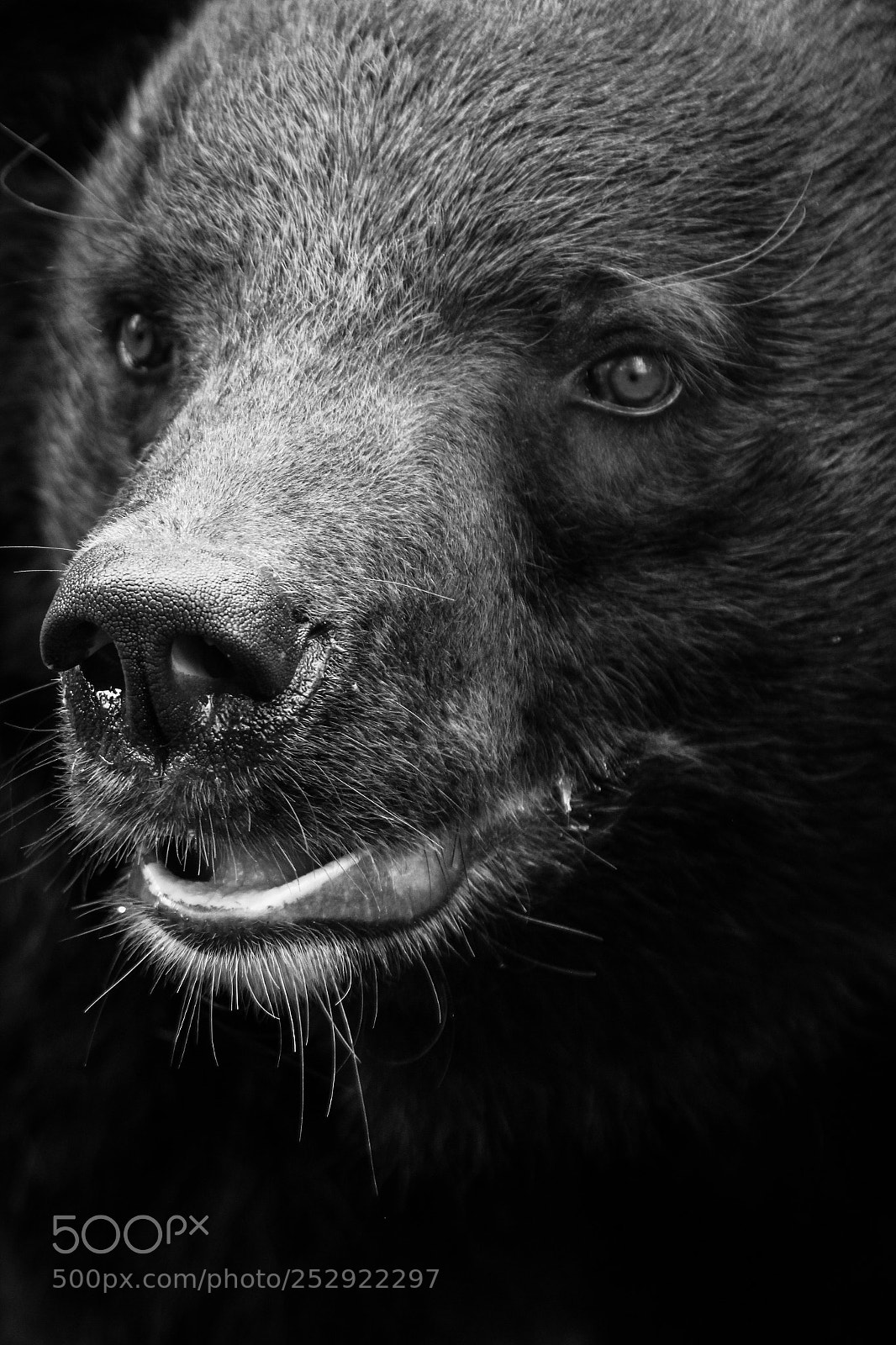 Canon EOS 550D (EOS Rebel T2i / EOS Kiss X4) sample photo. Black bear photography