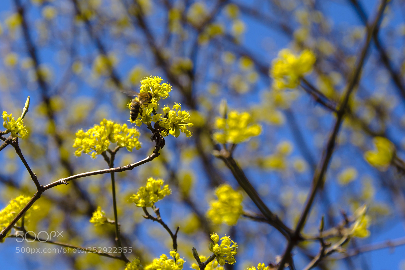 Pentax K-70 sample photo. Springtime photography
