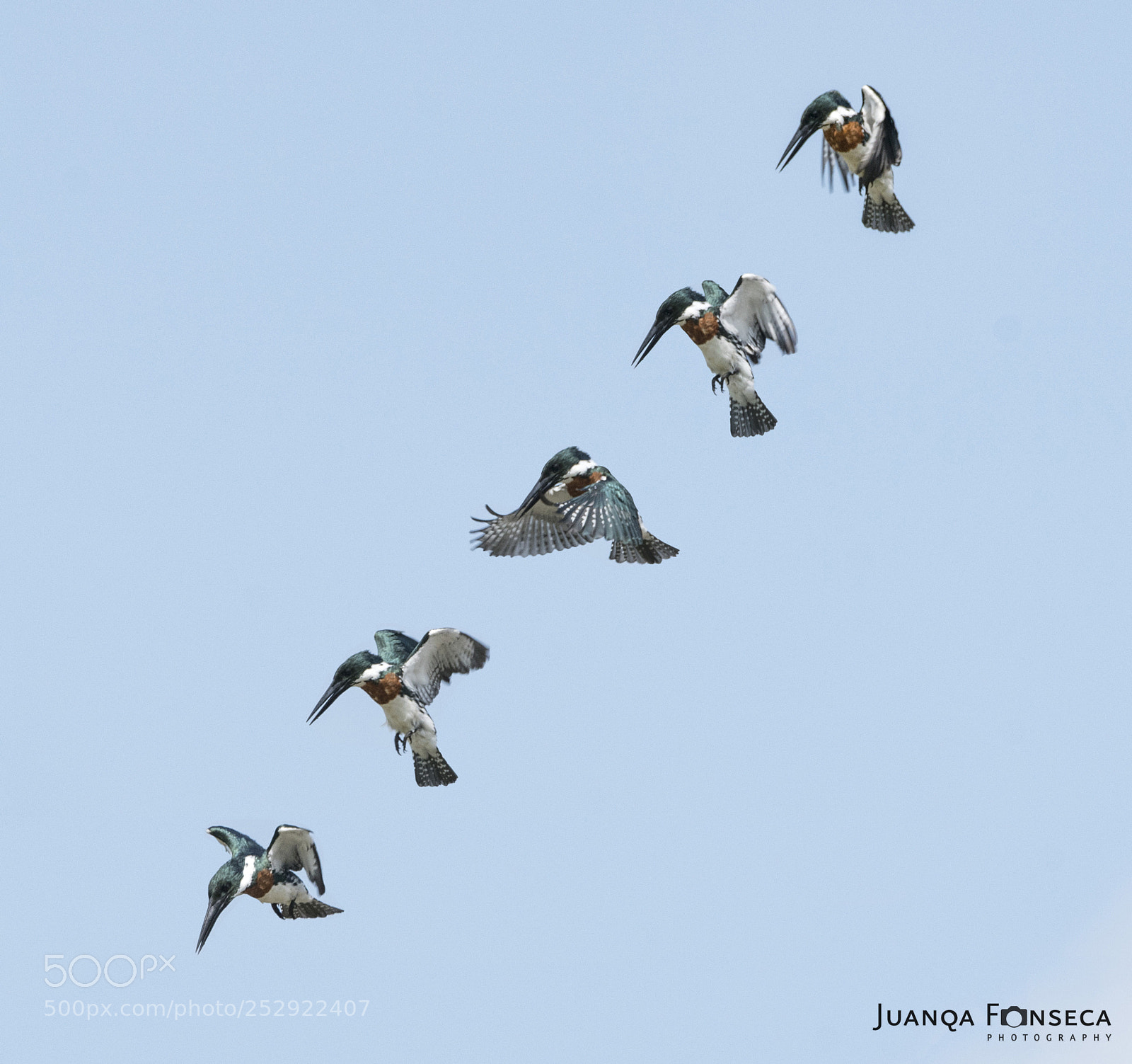 Sony a99 II sample photo. Secuencia en vuelo photography