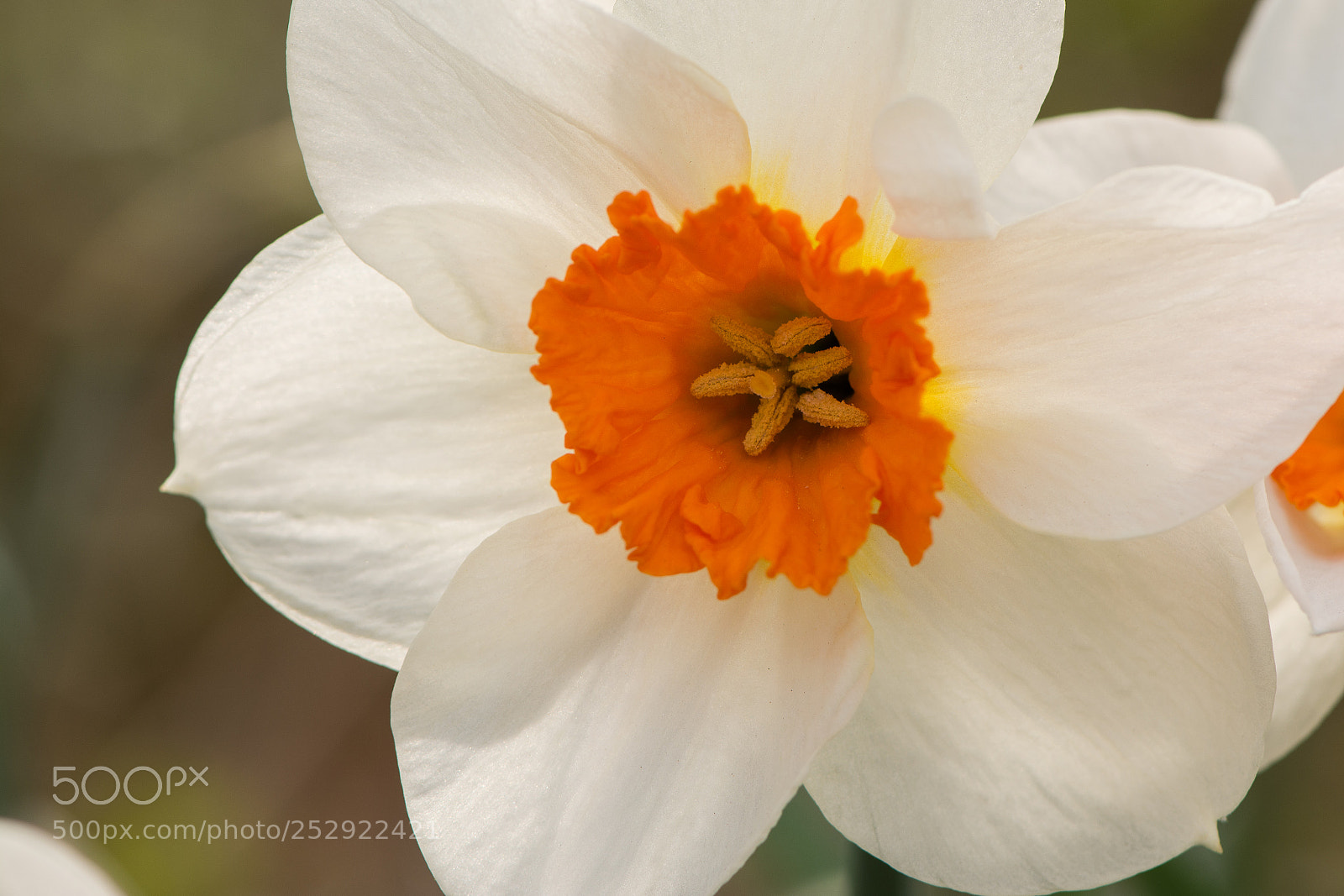 Nikon D7100 sample photo. Narcis photography