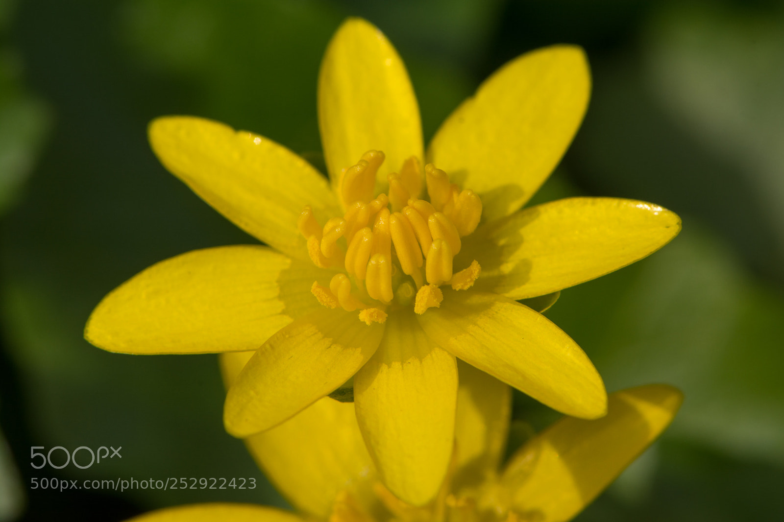 Nikon D7100 sample photo. Yellow flower photography