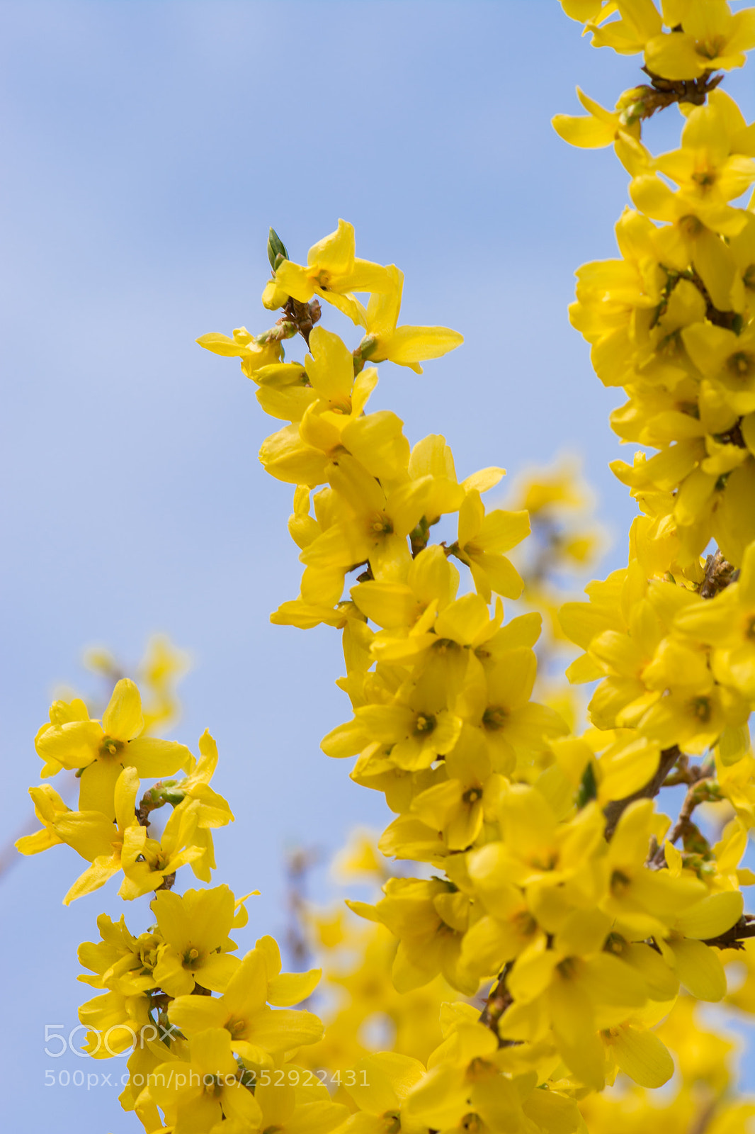 Nikon D7100 sample photo. Forsythia in bloom photography