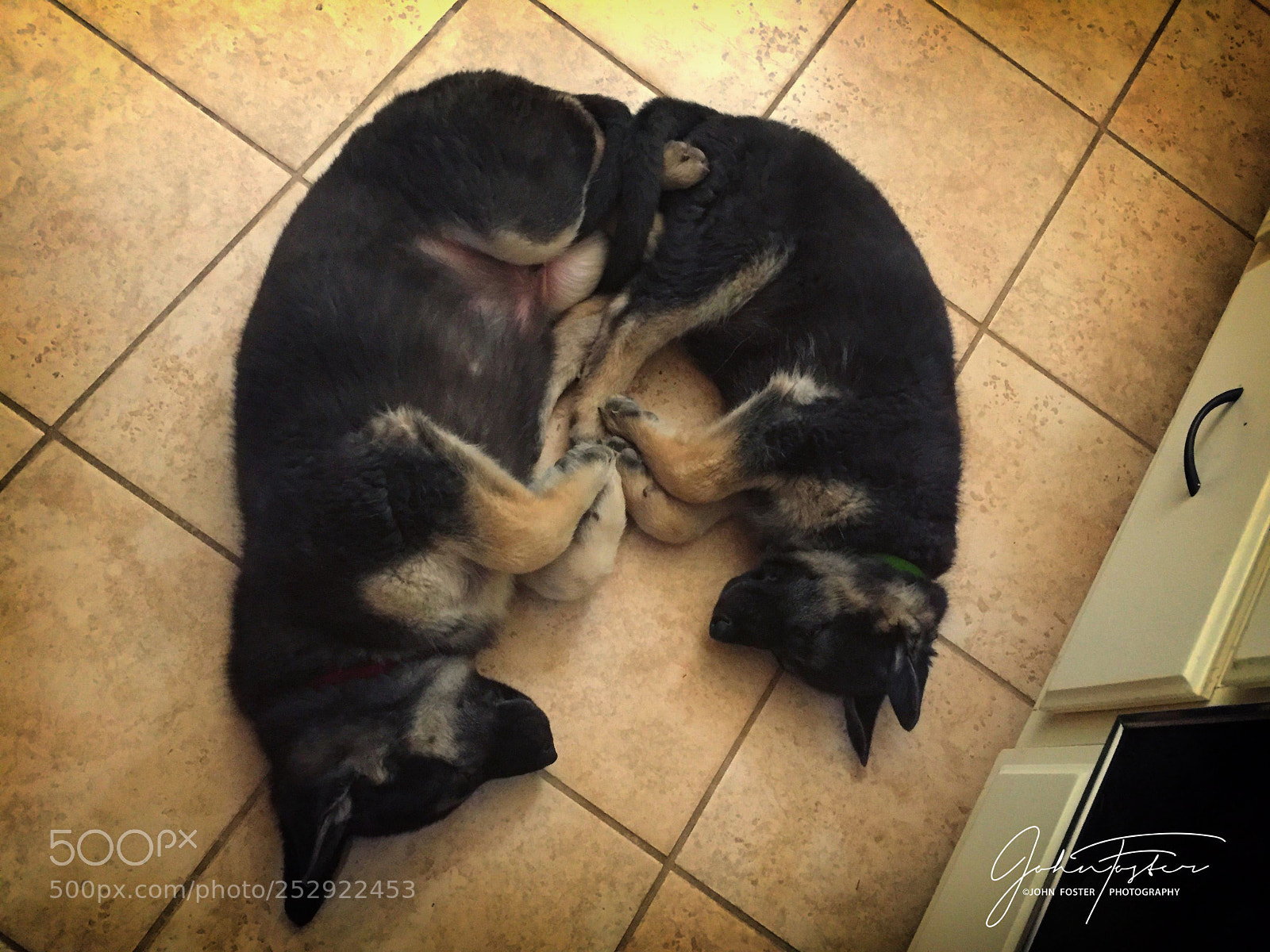 Apple iPhone 6 sample photo. Gsd puppies photography