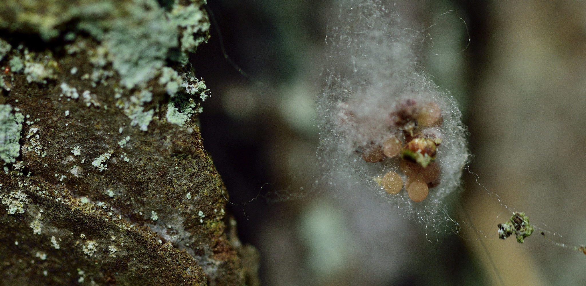 Sigma 105mm F2.8 EX DG OS HSM sample photo. Unknown eggs photography