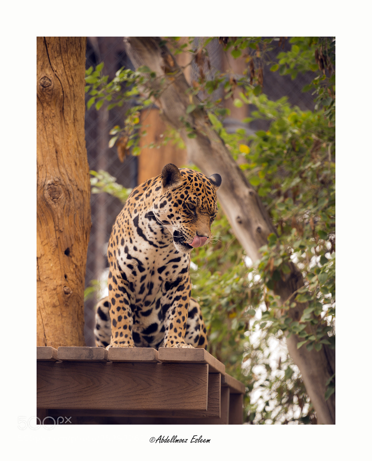 Nikon D800 sample photo. Jaguar photography
