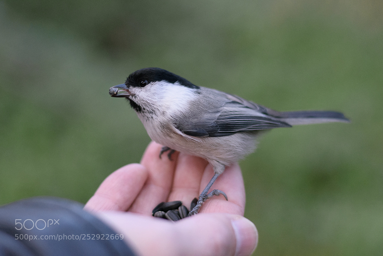 Nikon D7200 sample photo. Hand bird photography