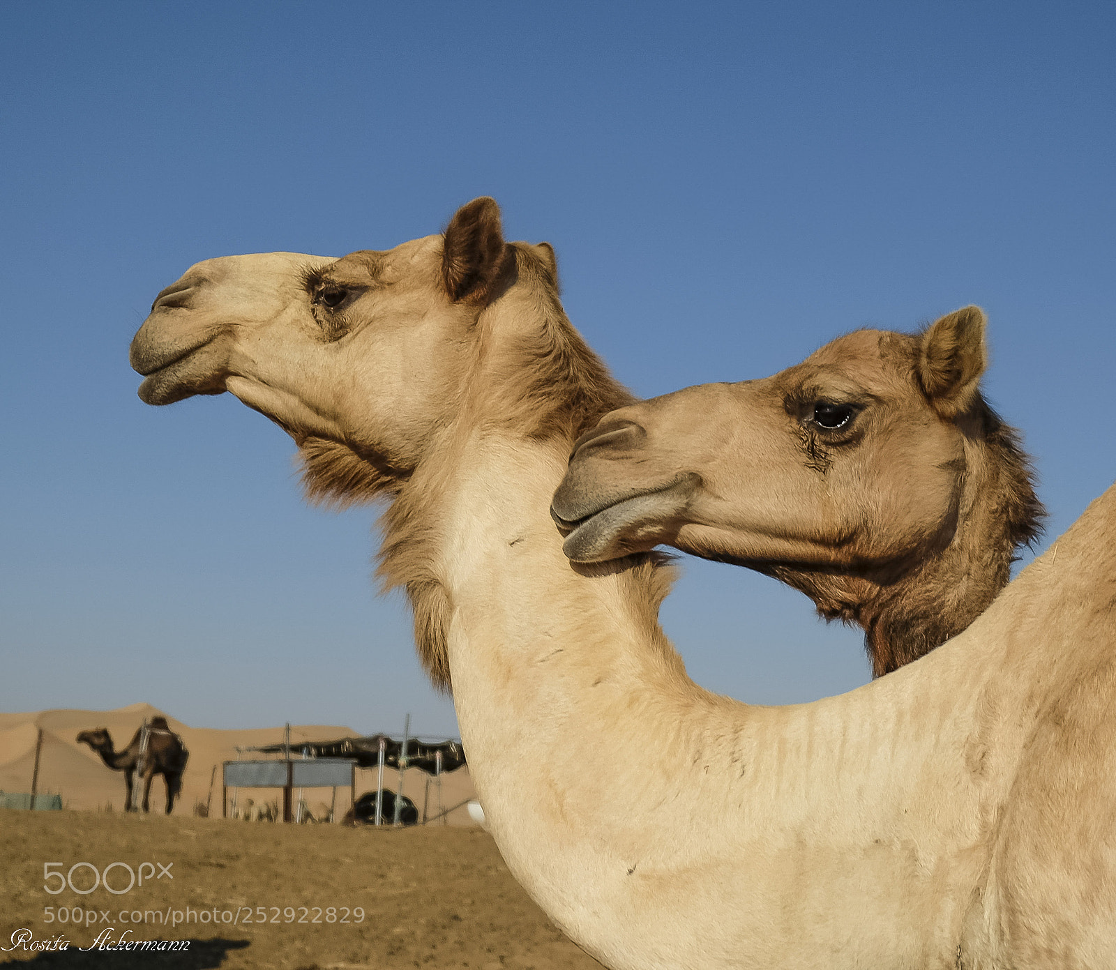 Fujifilm X-T20 sample photo. In abu dhabi desert photography
