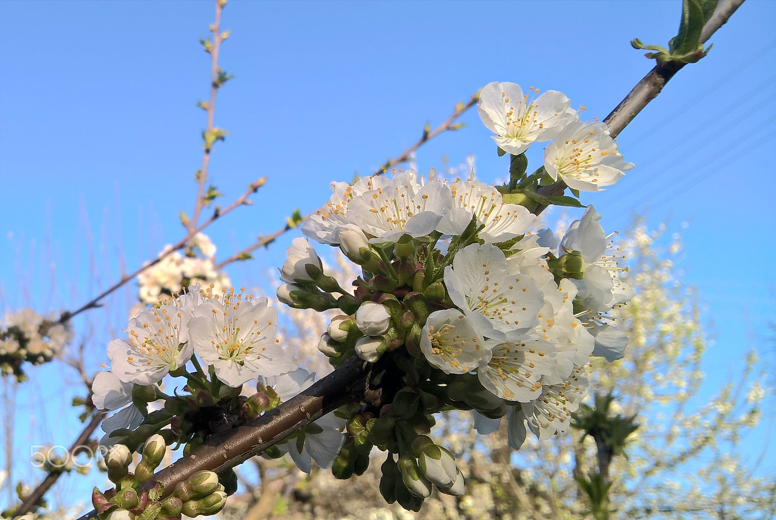 Microsoft Lumia 640 XL sample photo. Flowers photography