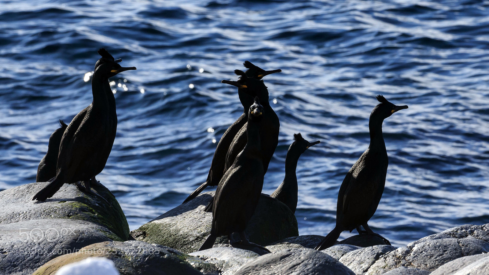 Canon EOS-1D X sample photo. Common shags at horn photography