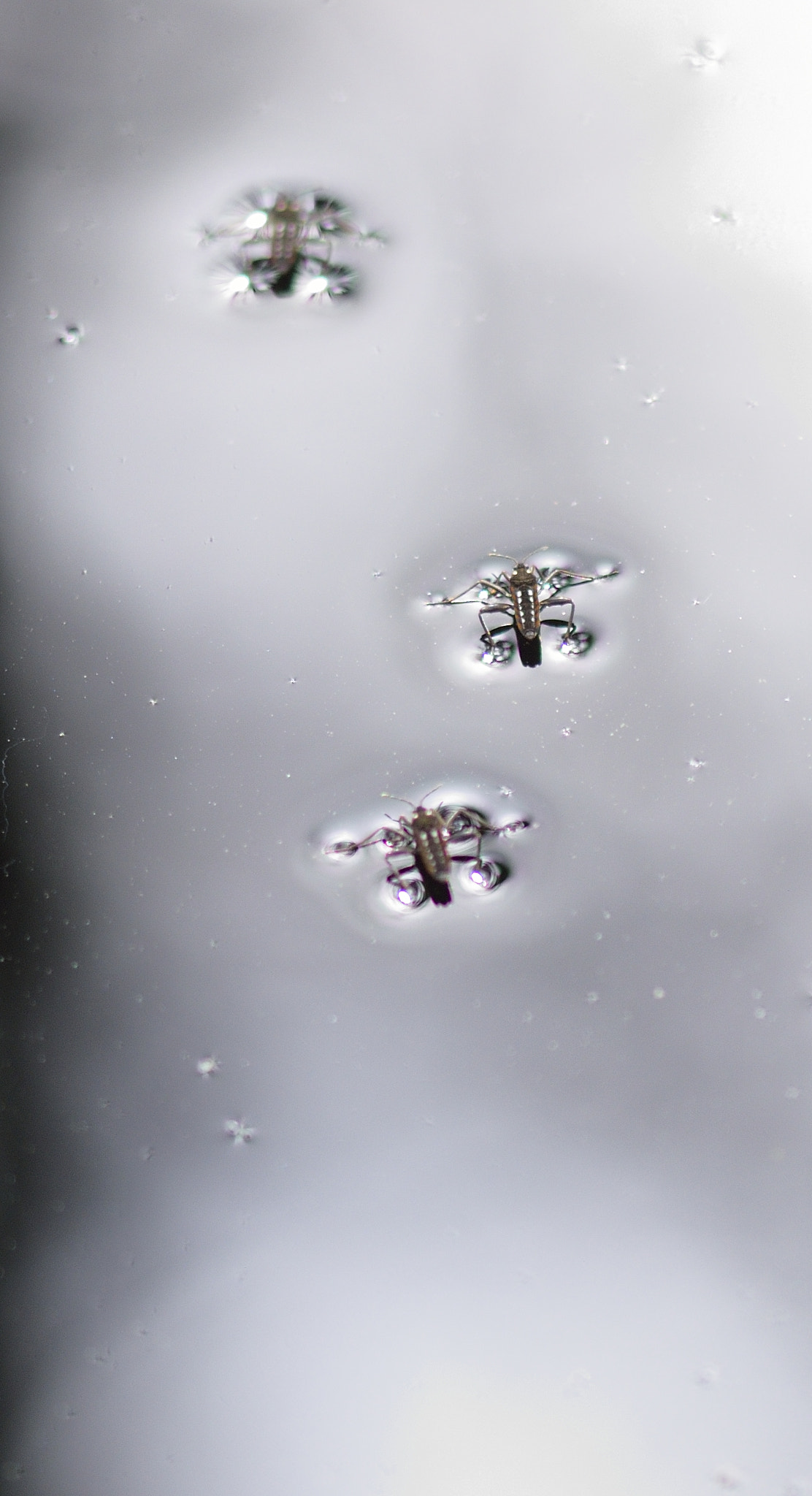 Sigma 105mm F2.8 EX DG OS HSM sample photo. Water cricket photography