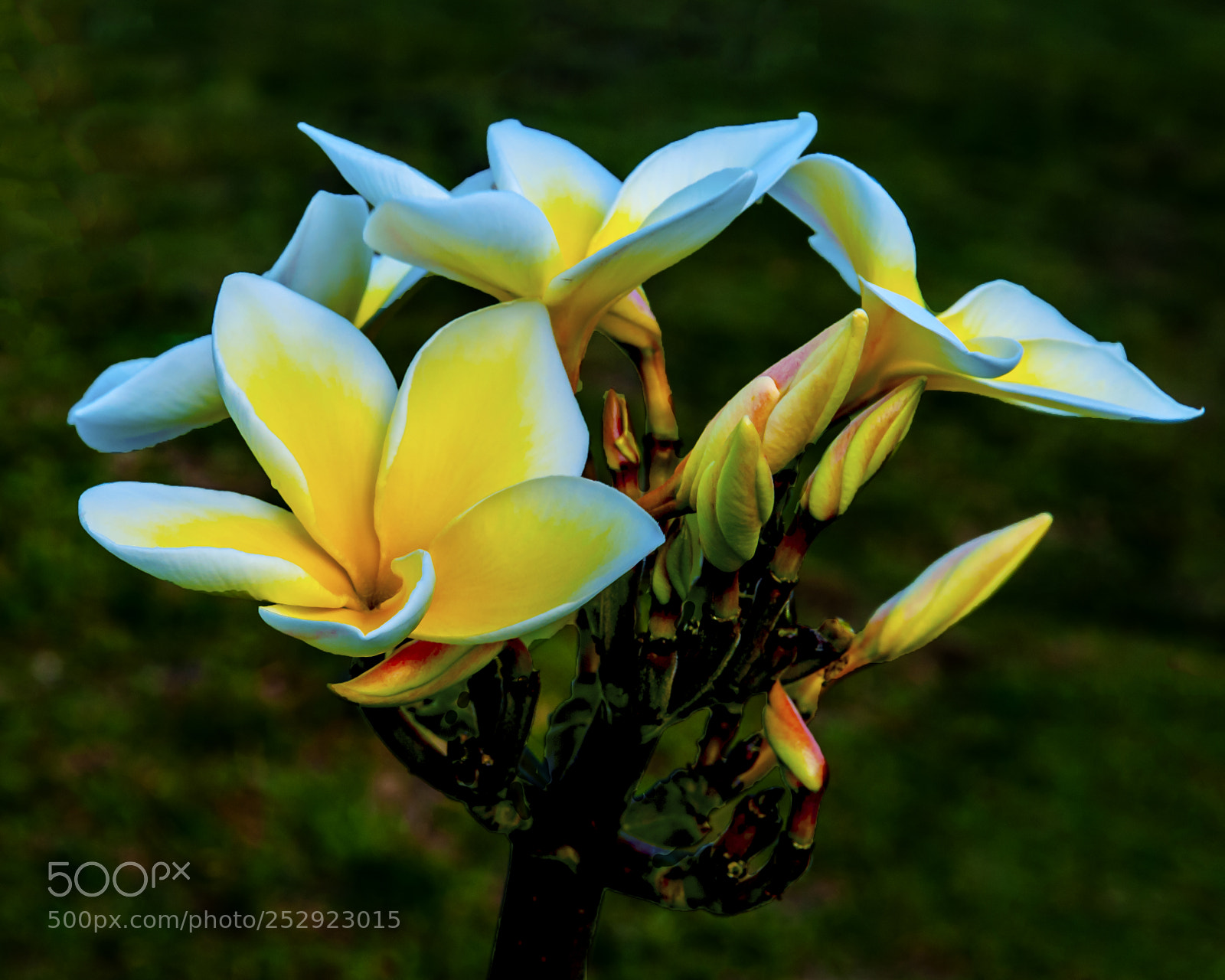 Nikon D300 sample photo. Fresh ii photography