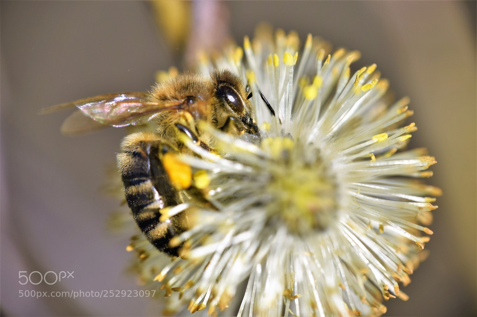 Nikon D3300 sample photo. Spring photography