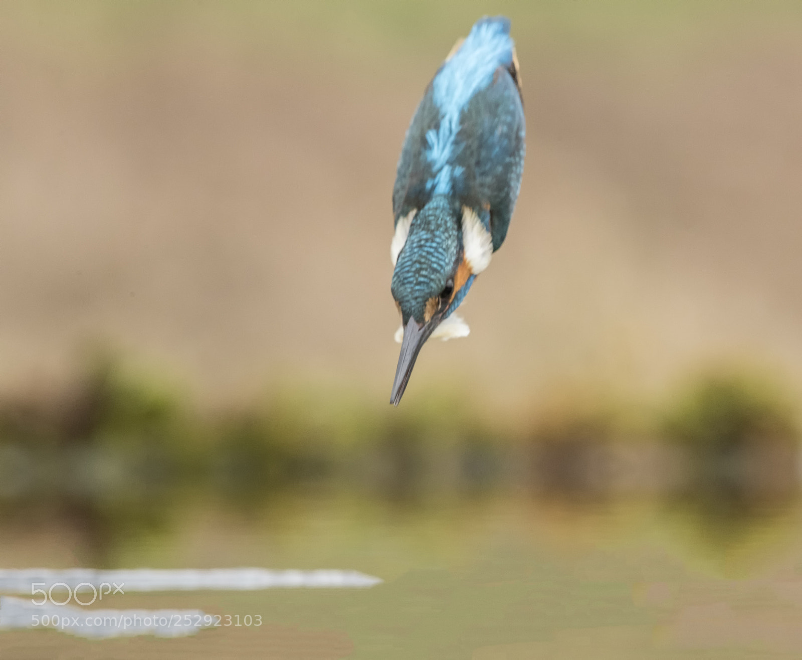 Canon EOS-1D X Mark II sample photo. Kingfisher exocet missile photography