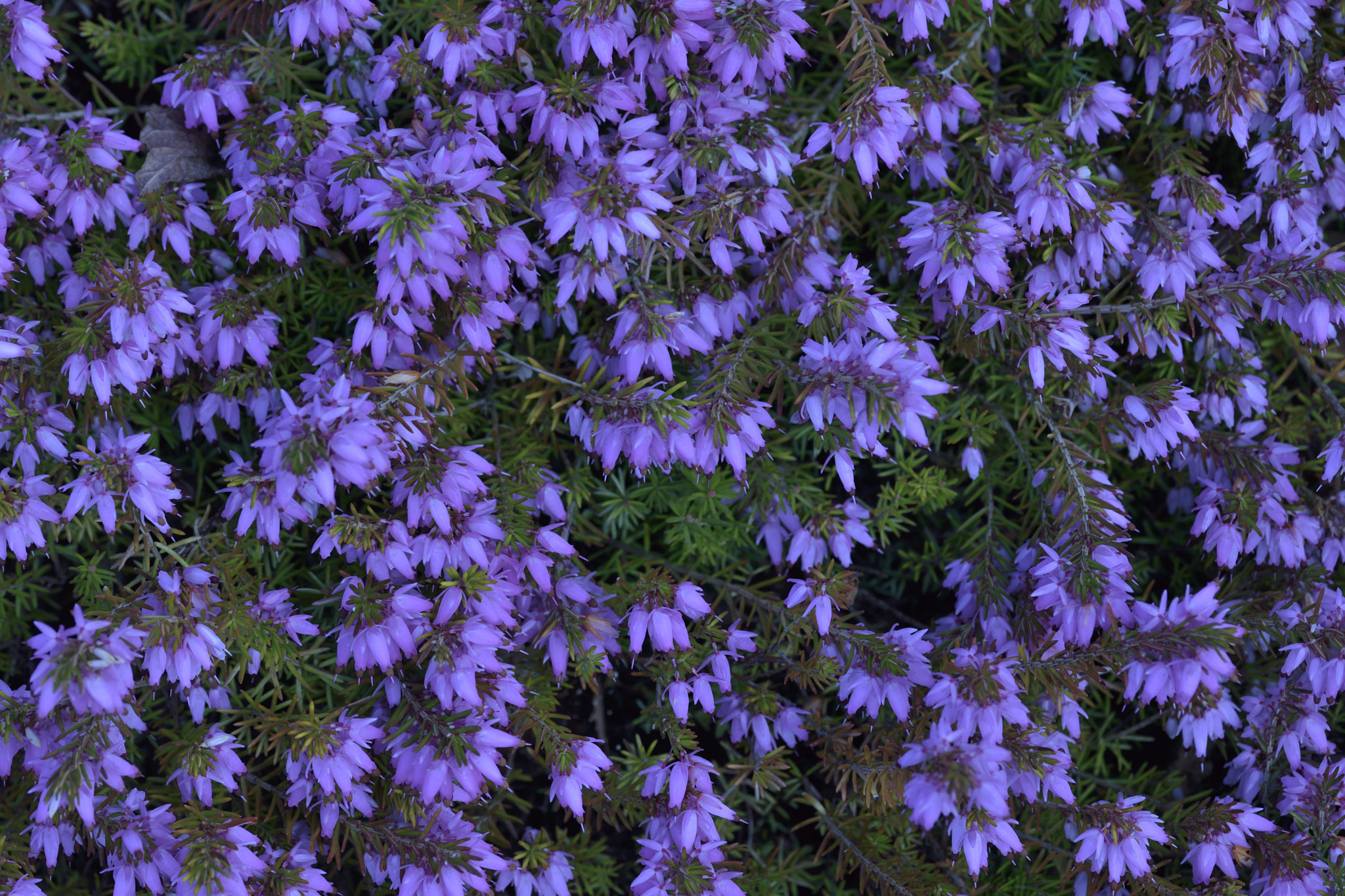 Nikon D3300 sample photo. Flower photography