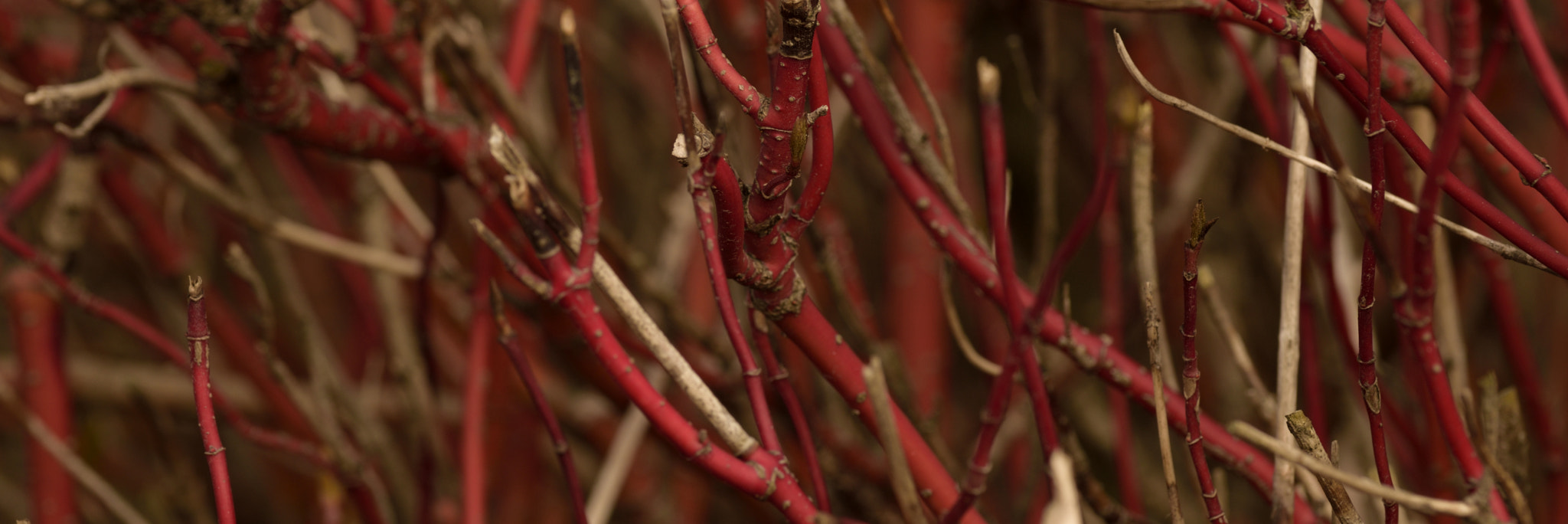 Sigma 105mm F2.8 EX DG OS HSM sample photo. Red sticks photography