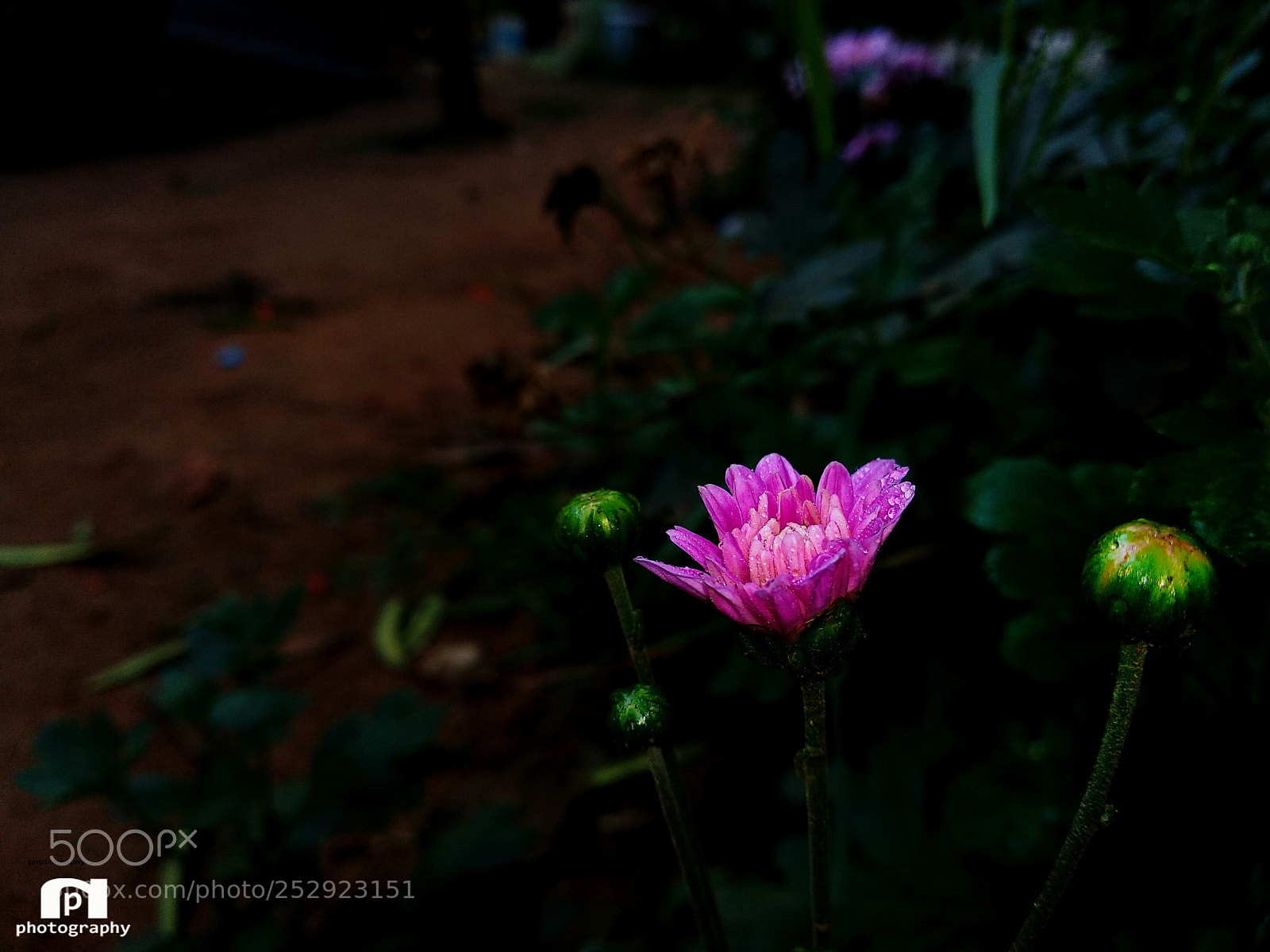 Xiaomi Mi A1 sample photo. Flower photography
